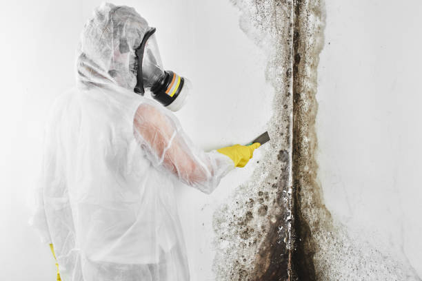 Best Black Mold Removal  in Highland Park, MI