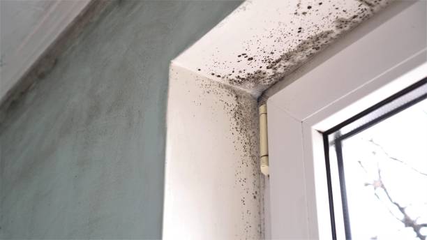 Best Commercial Mold Removal  in Highland Park, MI