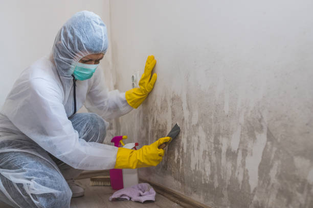 Best Mold Removal Company Near Me  in Highland Park, MI