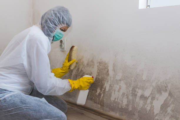 Best Best Mold Removal Companies  in Highland Park, MI