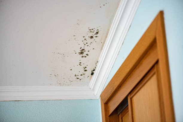 Best Professional Mold Removal  in Highland Park, MI