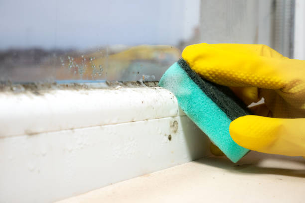 Best Mold Cleaning Services  in Highland Park, MI