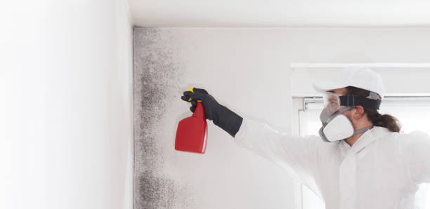 Best Mold Removal Near Me  in Highland Park, MI