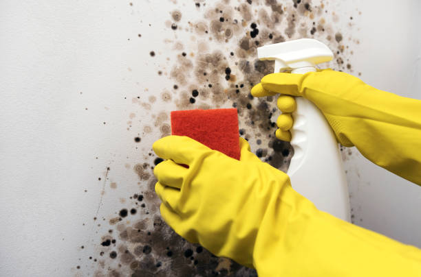 Best Mold Removal Company Near Me  in Highland Park, MI